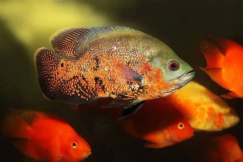 地圖魚飼養|地圖魚飼養與繁殖簡介